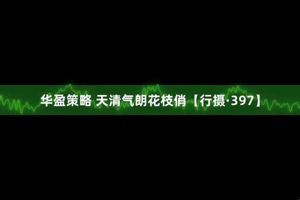 华盈策略 天清气朗花枝俏【行摄·397】