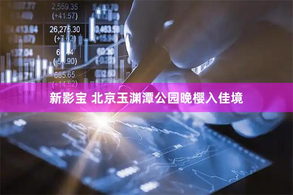 新影宝 北京玉渊潭公园晚樱入佳境